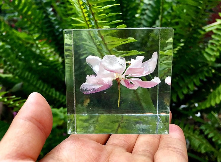 聚力提供标本制作新方案-高透明水晶胶